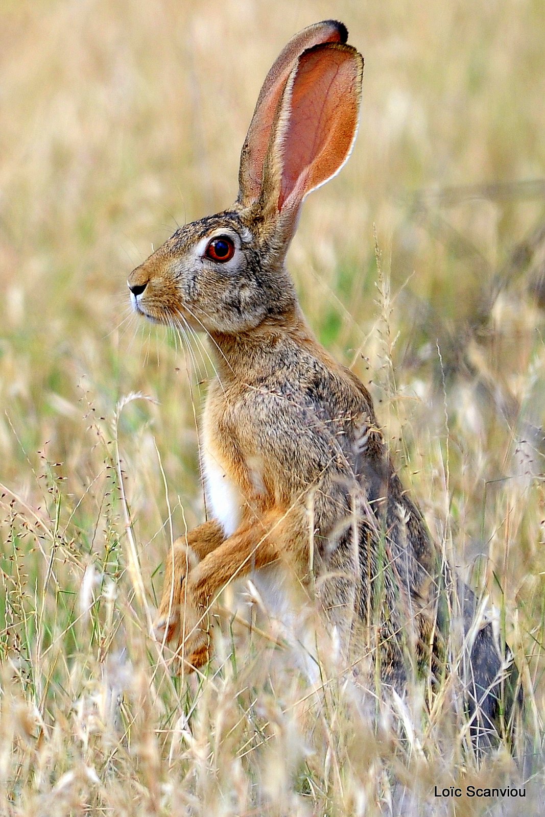 Lièvre/Hare 