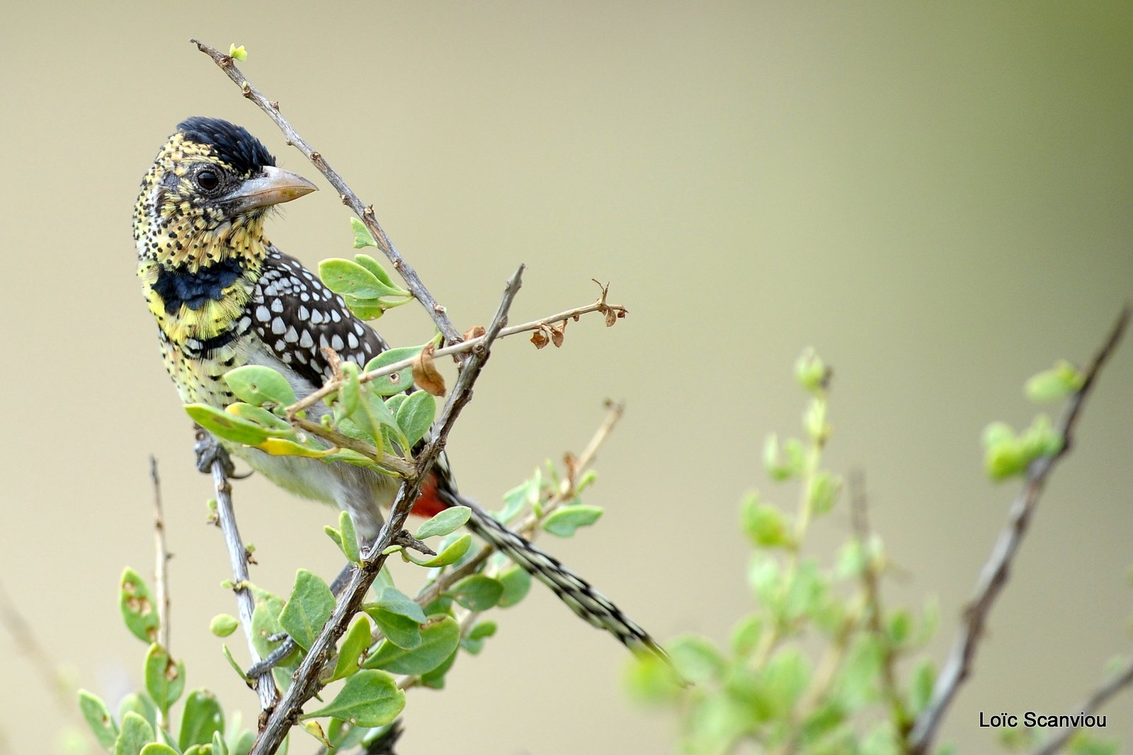 Barbican d'Arnaud/D'Arnaud's Barbet (1)