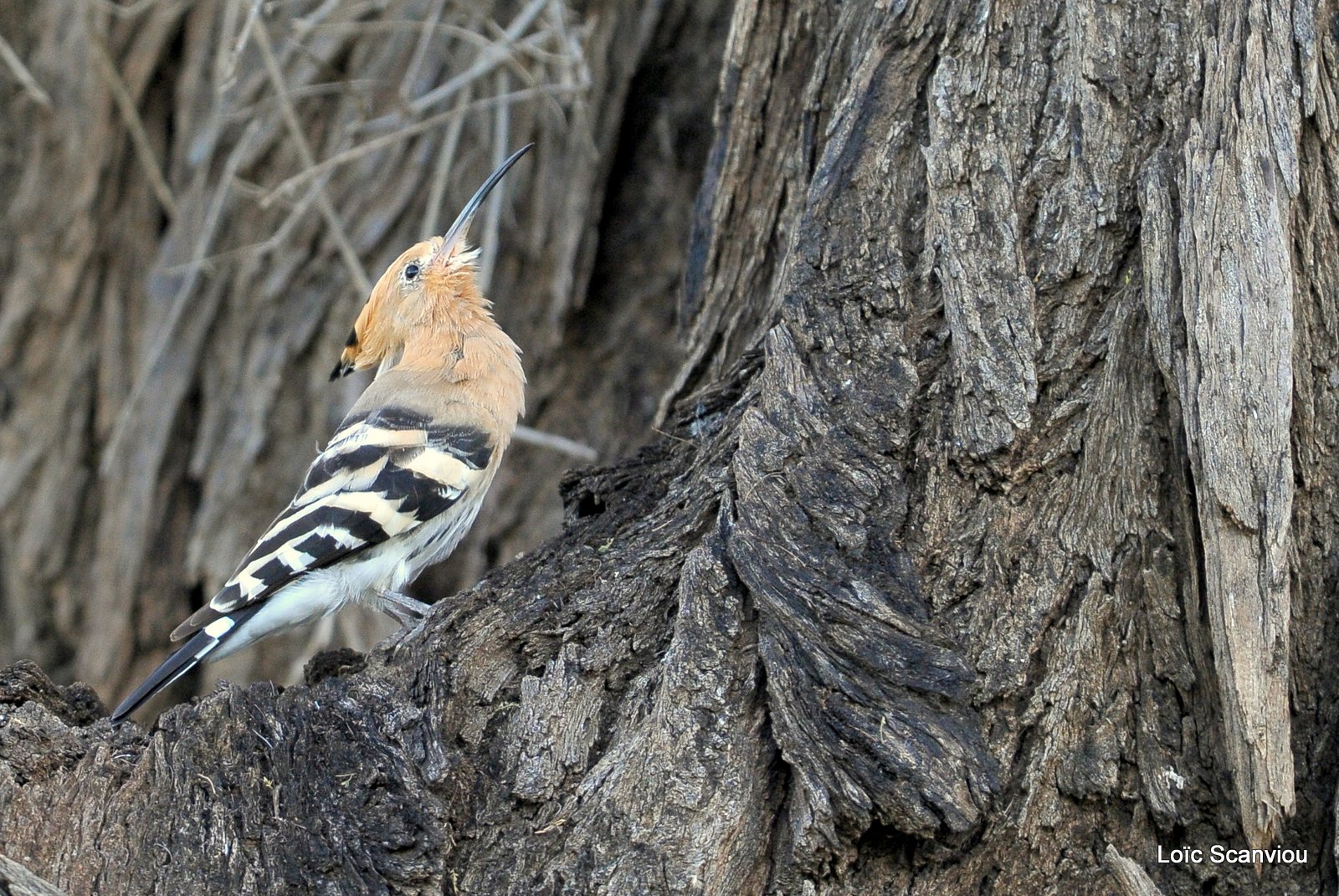 Huppe fasciée/African Hoopoe (1)