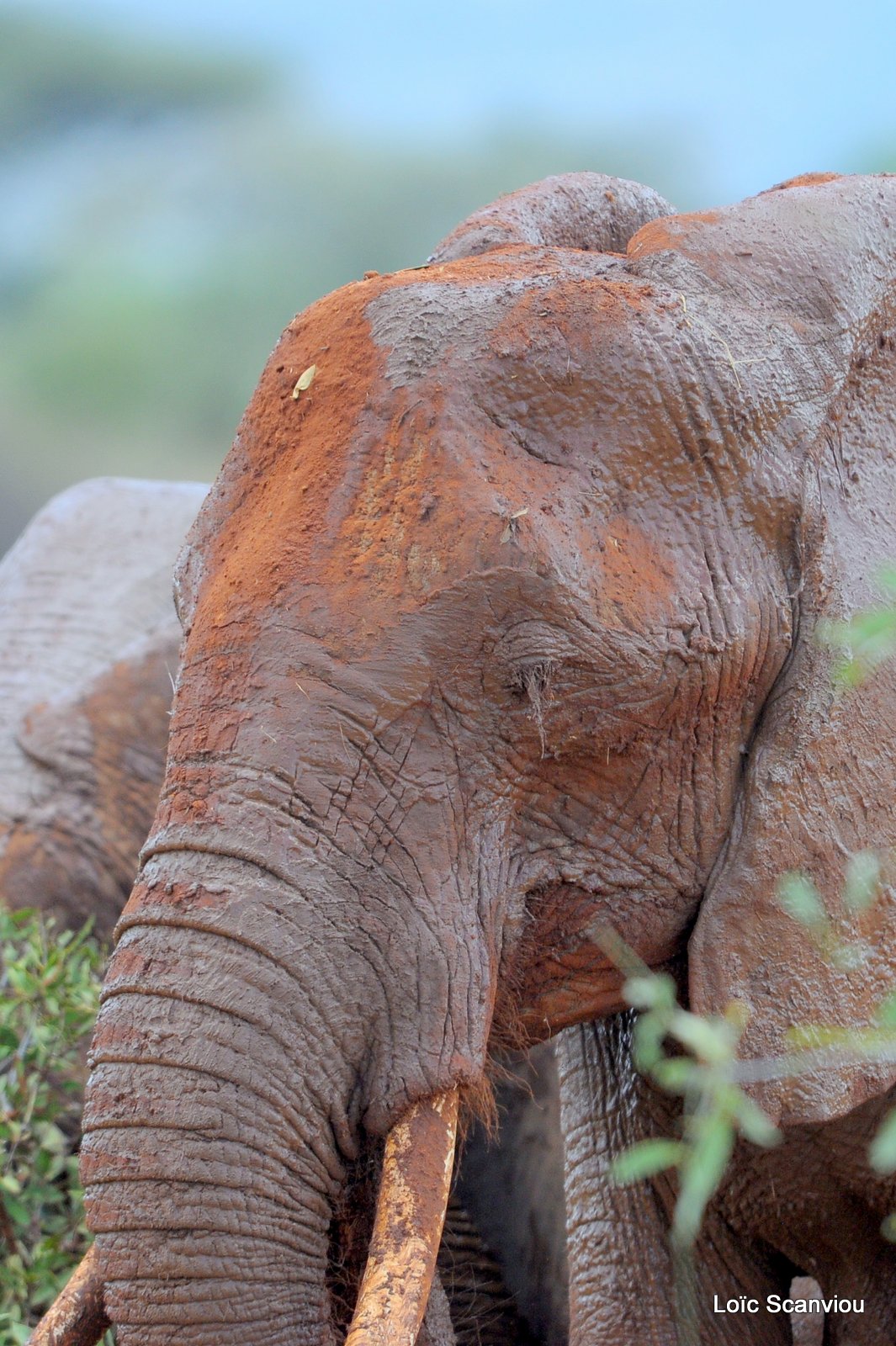 Eléphant (48)