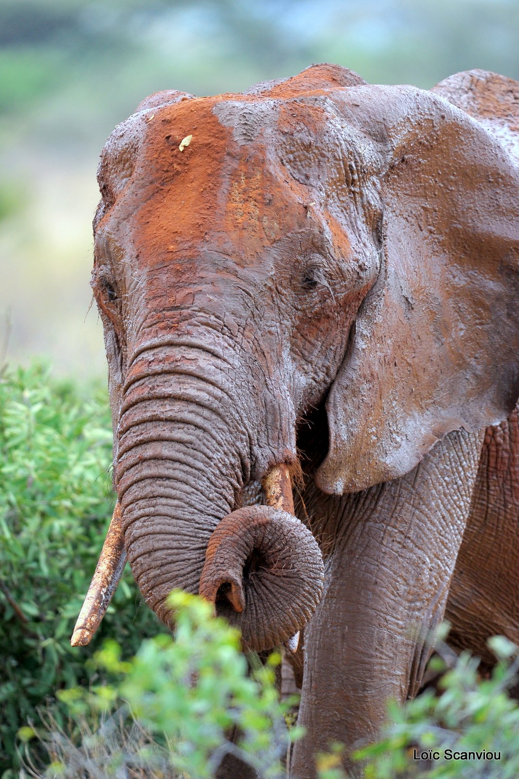Eléphant (49)