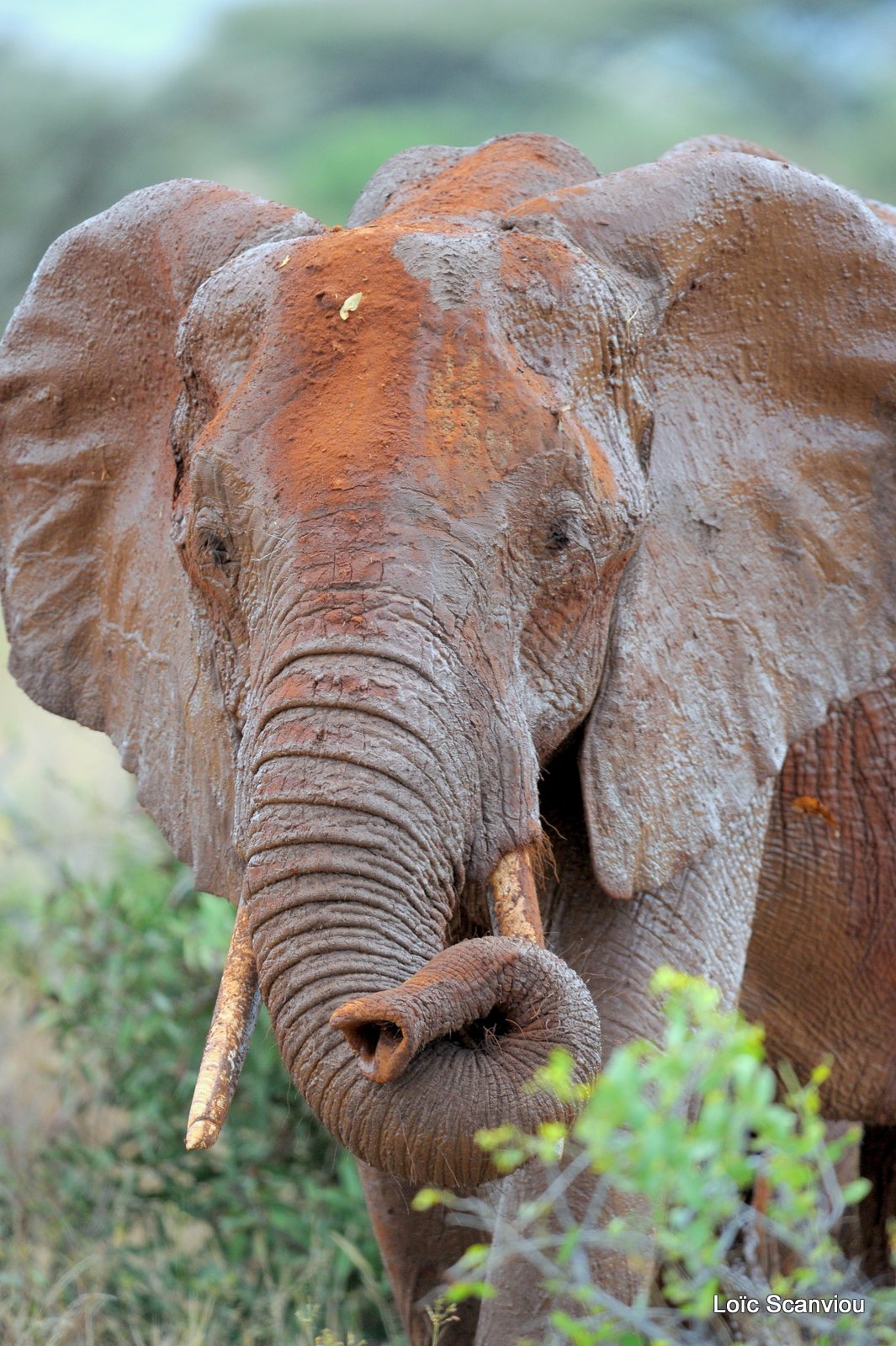 Eléphant (50)