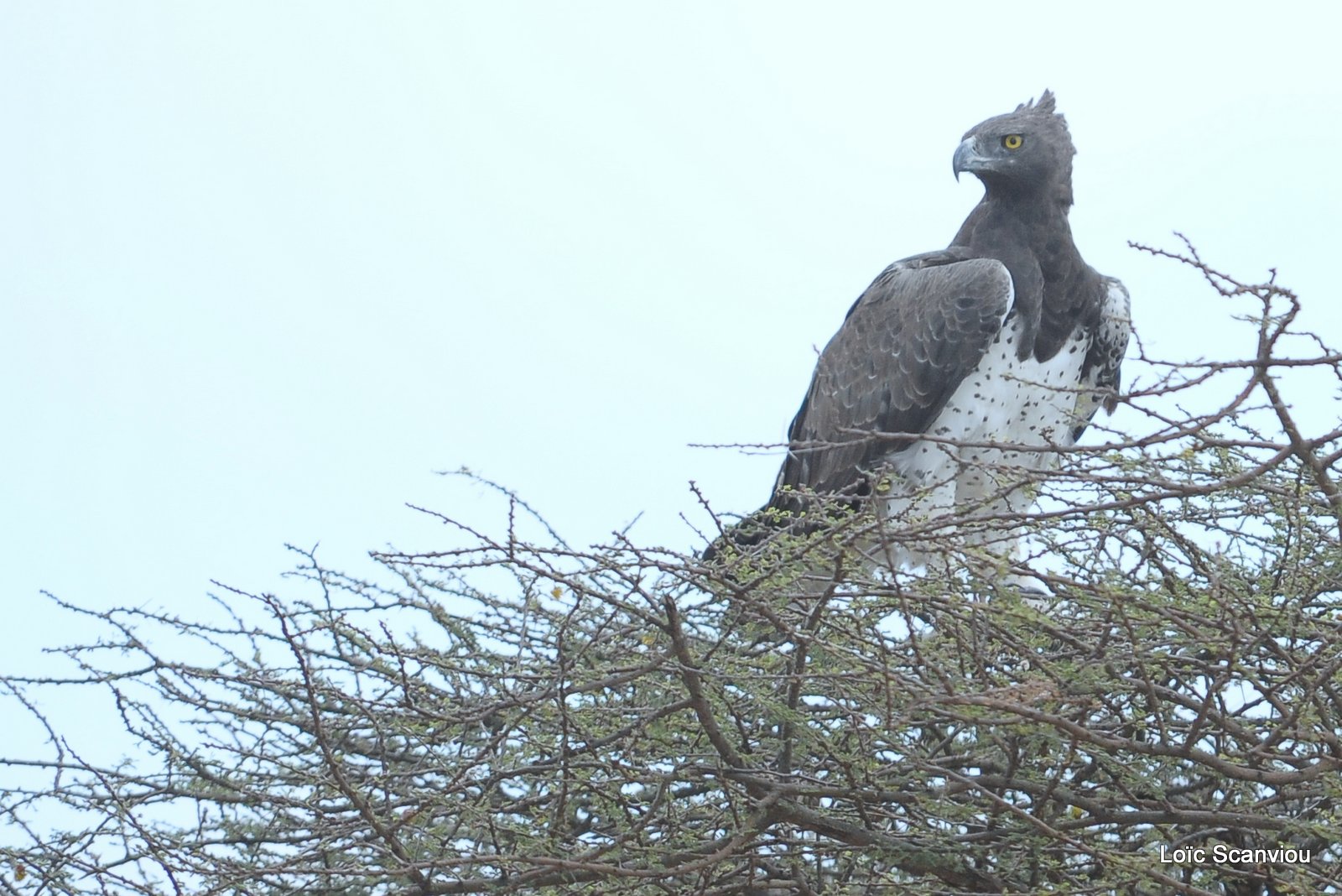 Aigle martial/Martial Eagle (1)