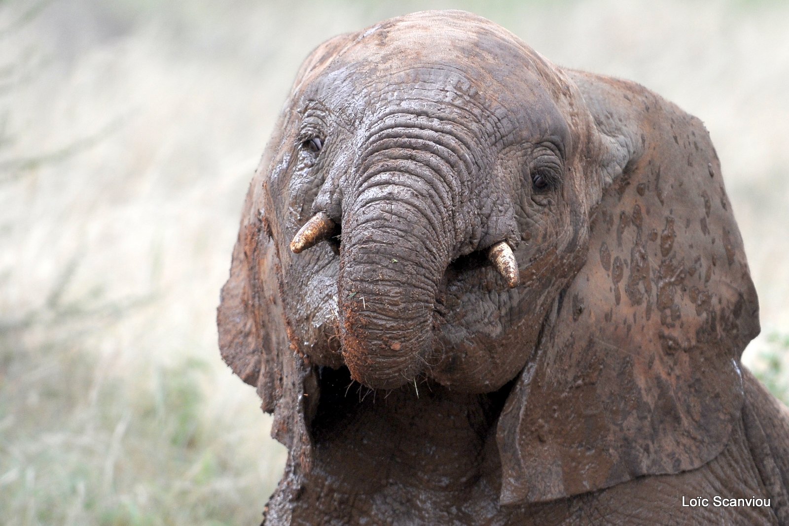 Eléphant (51)