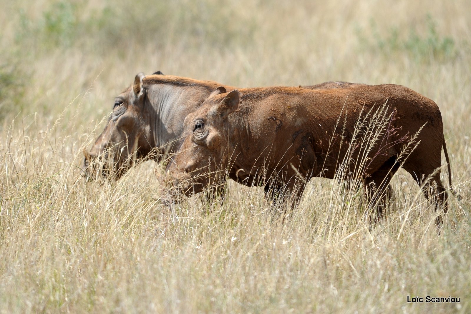 Phacochère/Warthog (1)