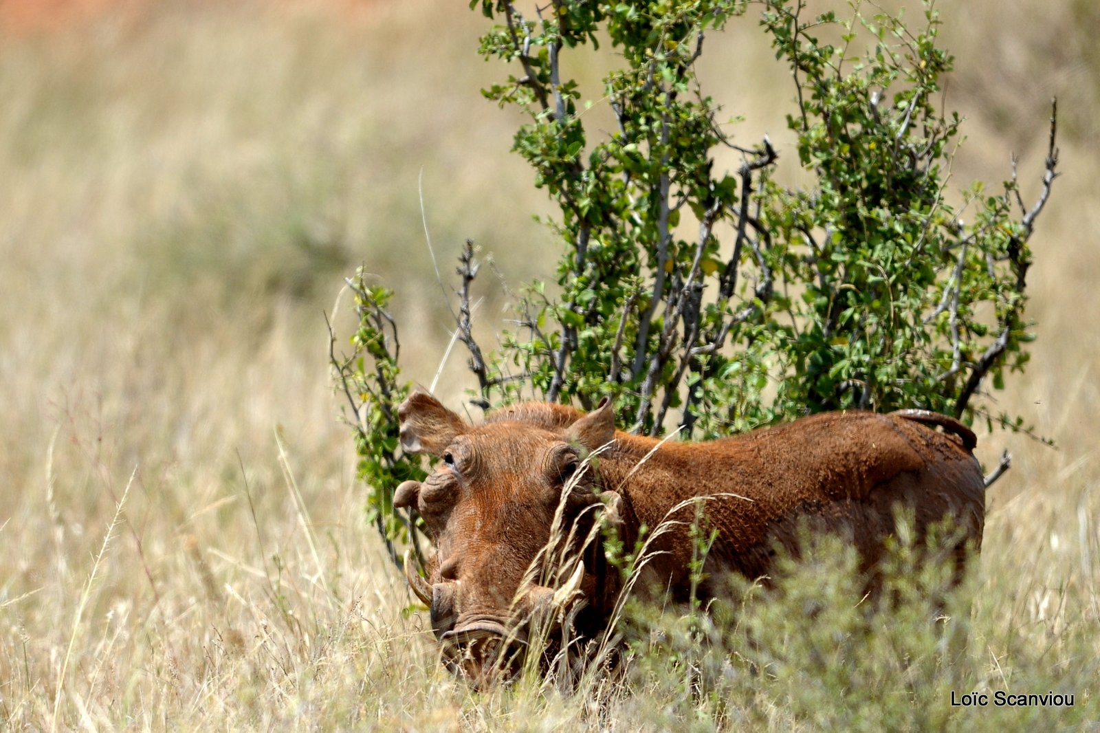 Phacochère/Warthog (2)