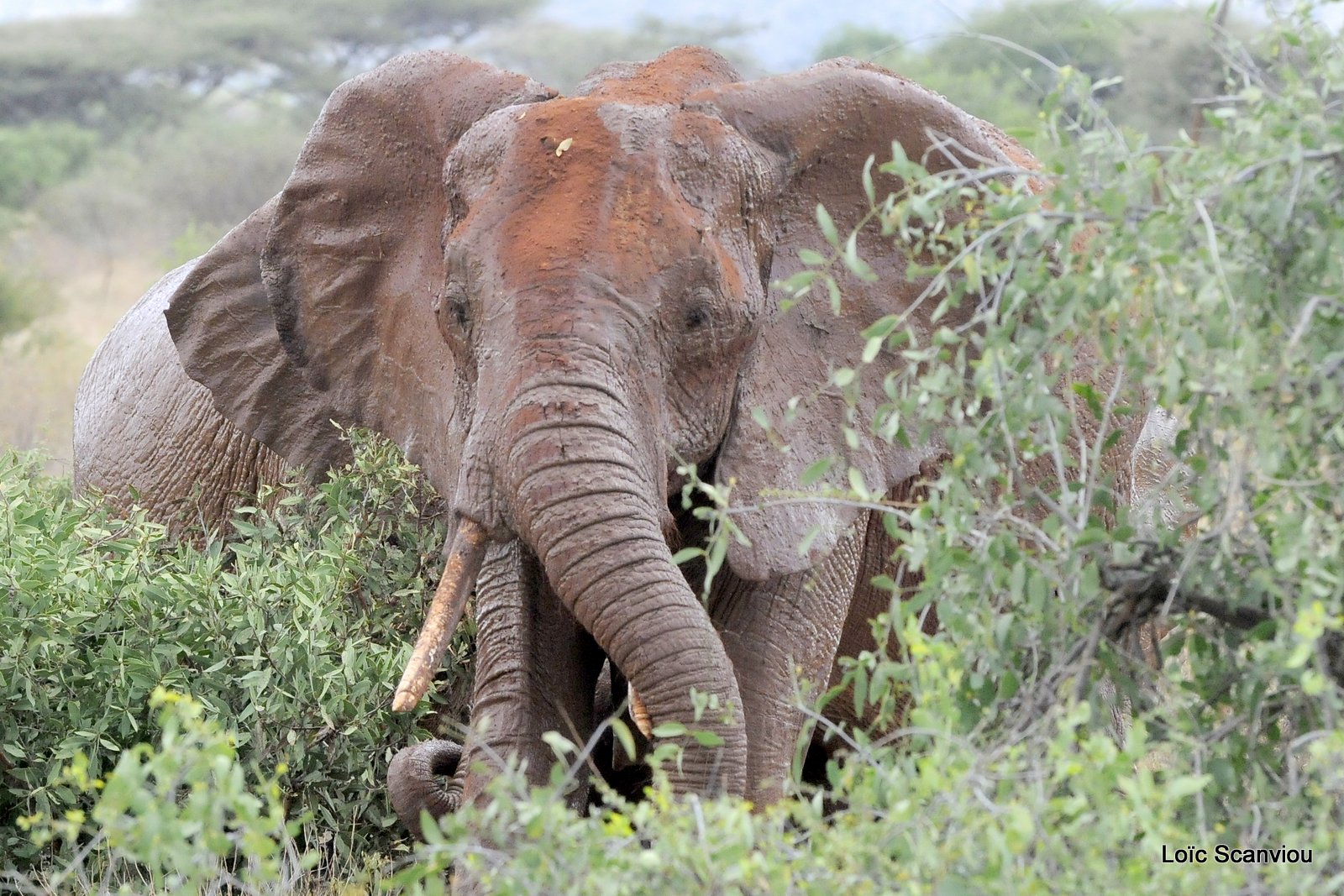 Eléphant (53)