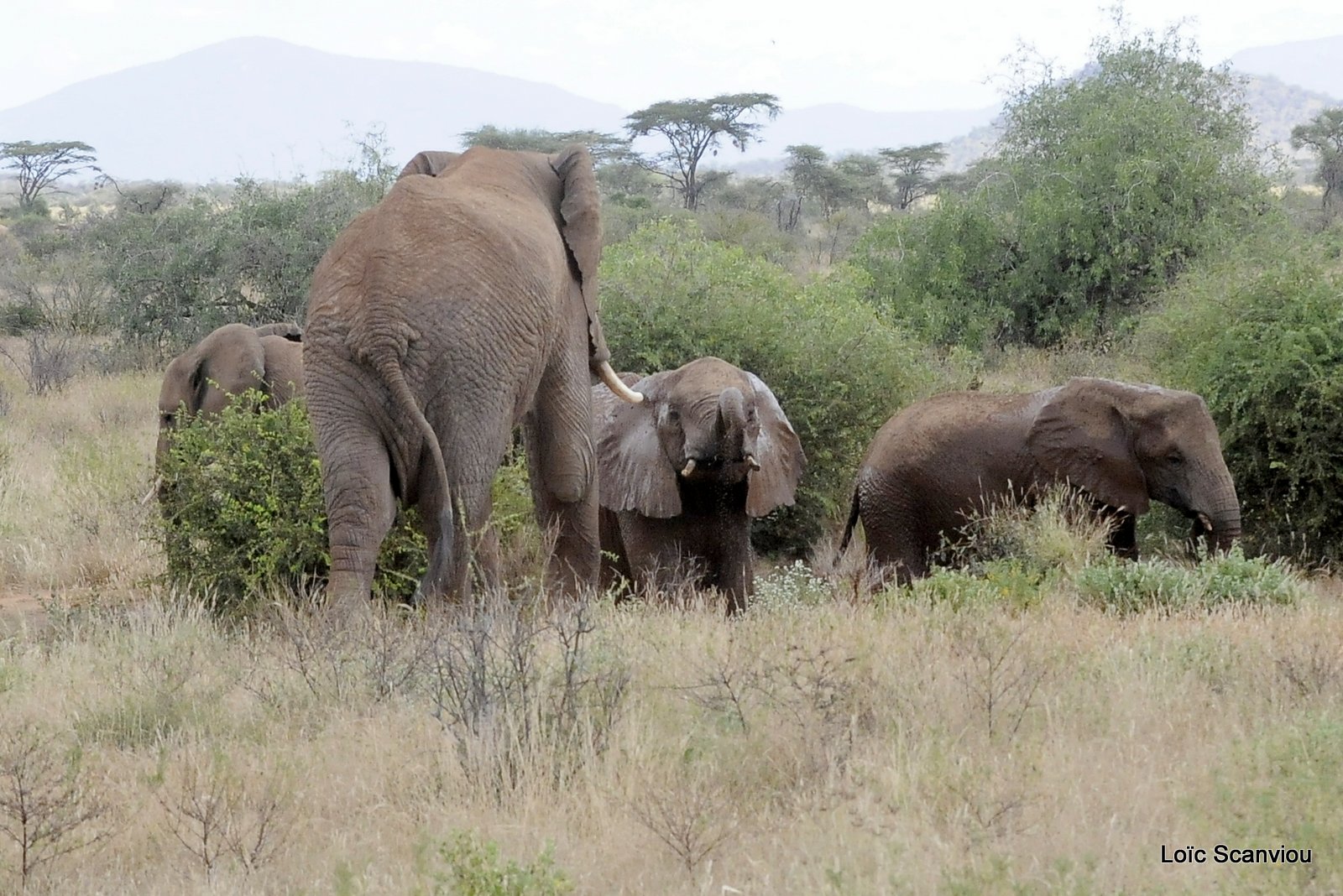 Eléphant (54)