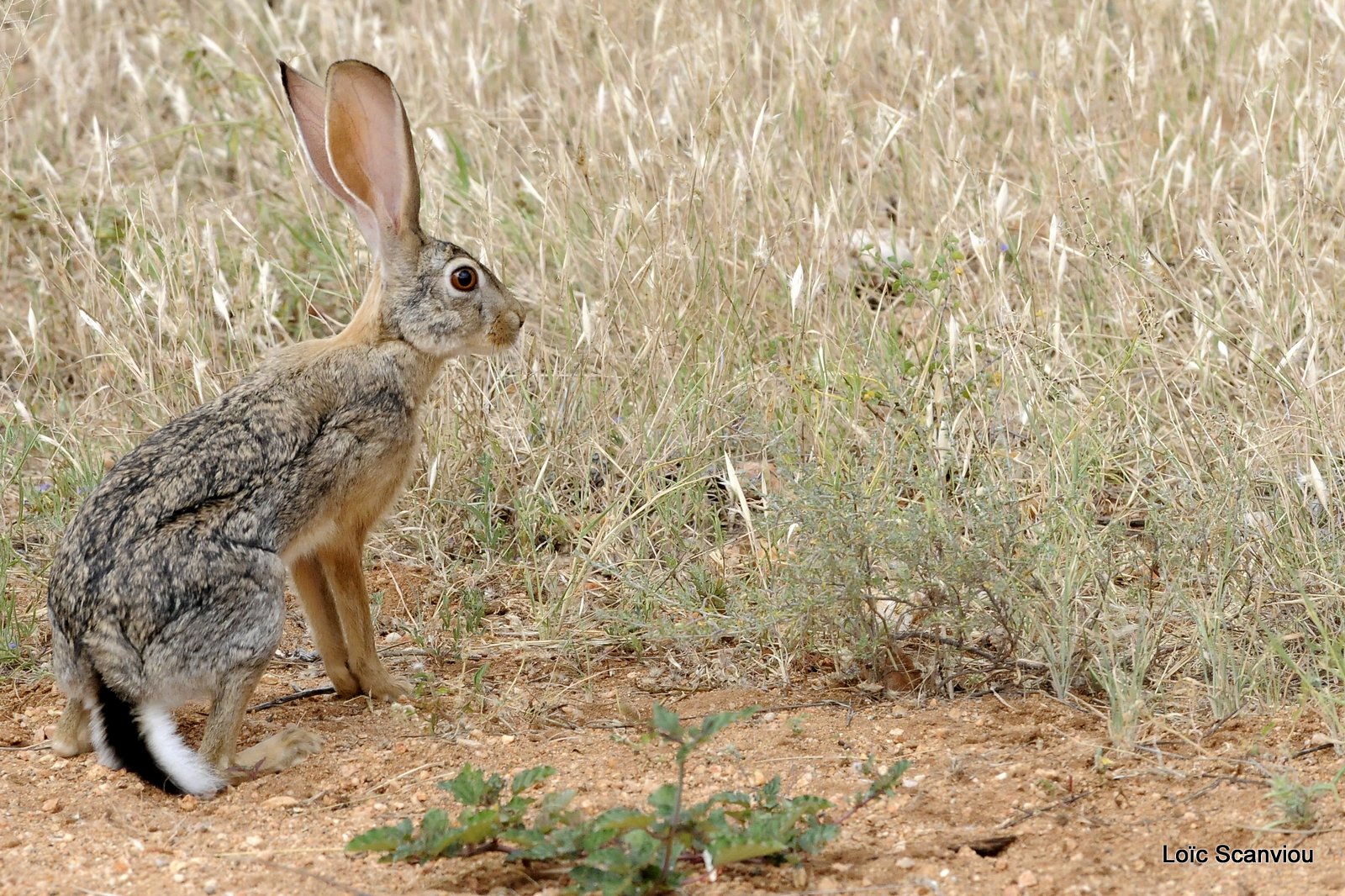 Lièvre/Hare 