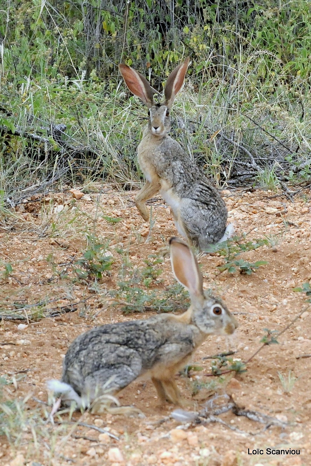 Lièvre/Hare 
