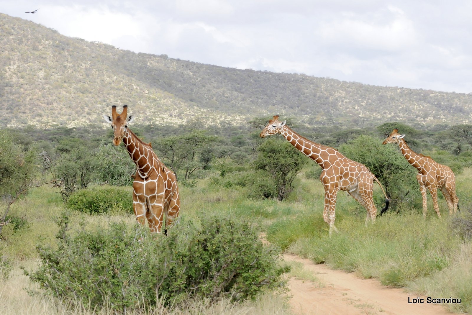 Girafe/Giraffe (6)