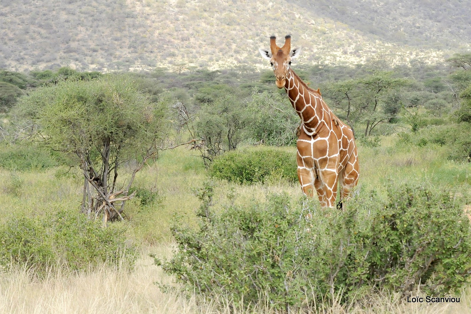 Girafe réticulée/Reticulated Giraffe (5)