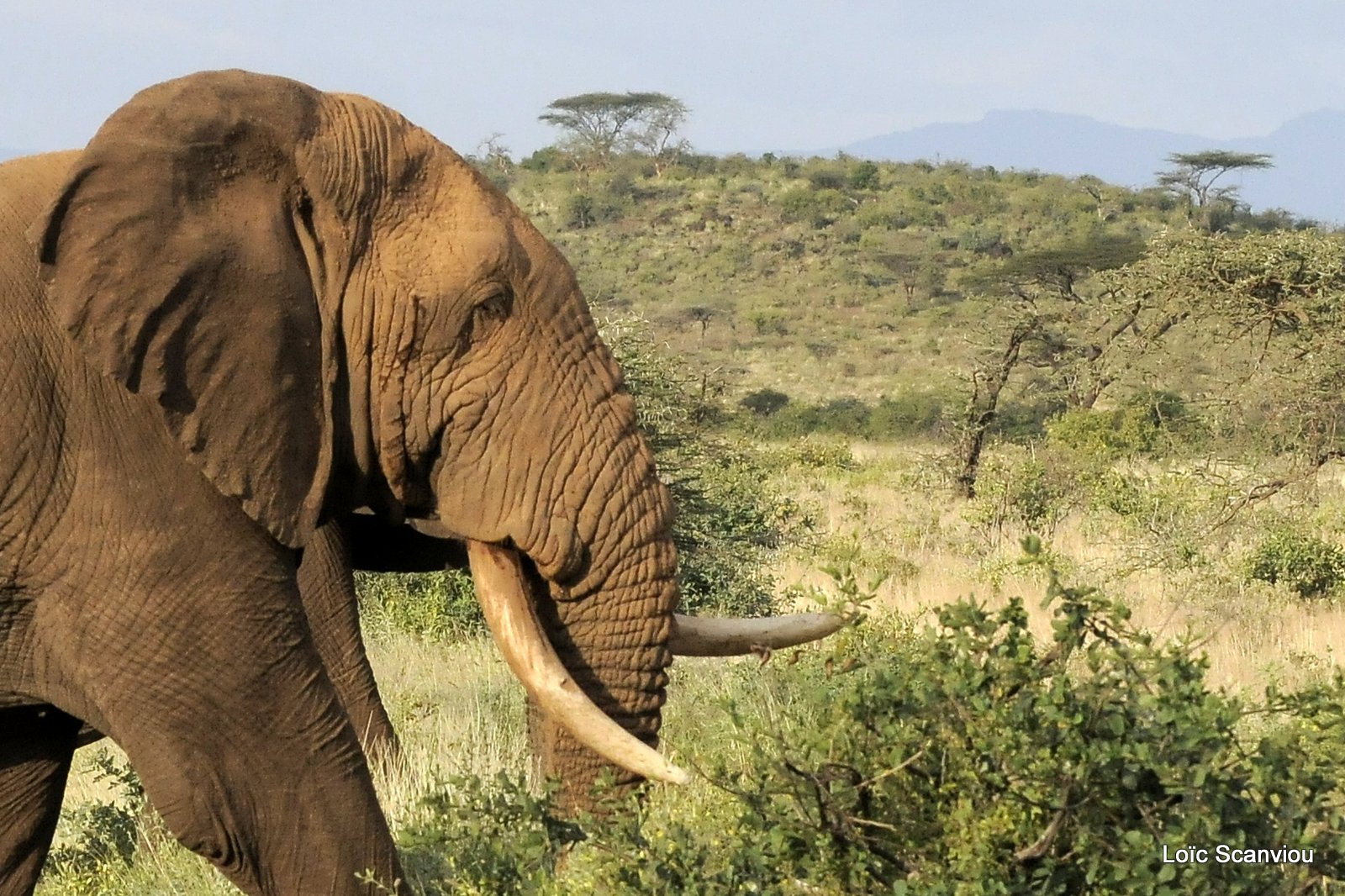 Eléphant (55)
