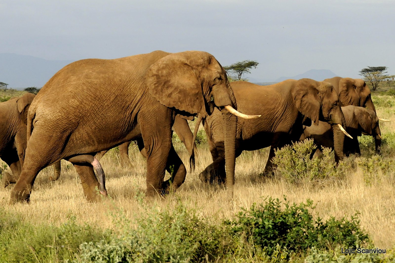 Eléphant (56)