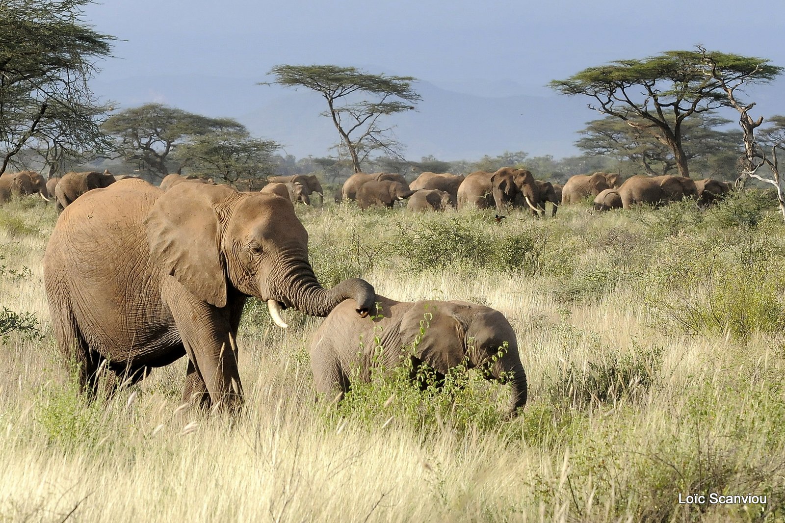 Eléphant (57)