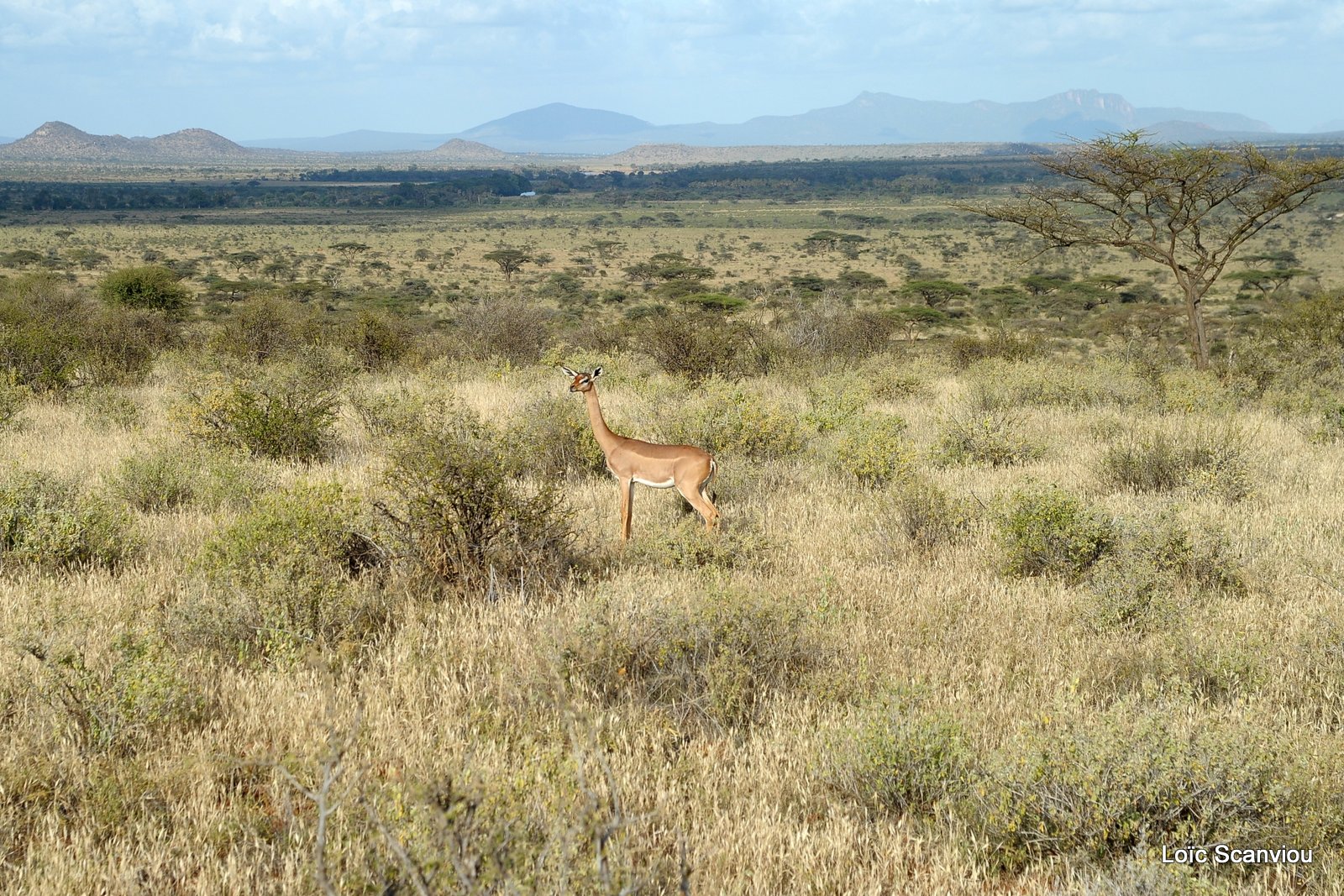 Samburu (19)