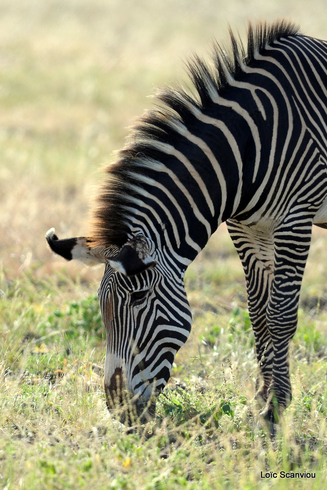 Zèbre/Zebra (2)