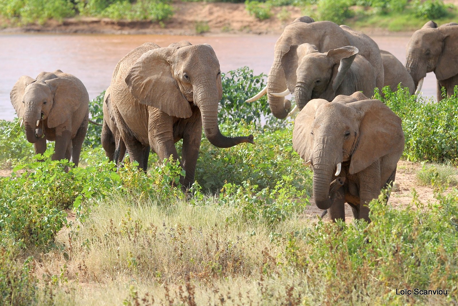 Eléphant (59)