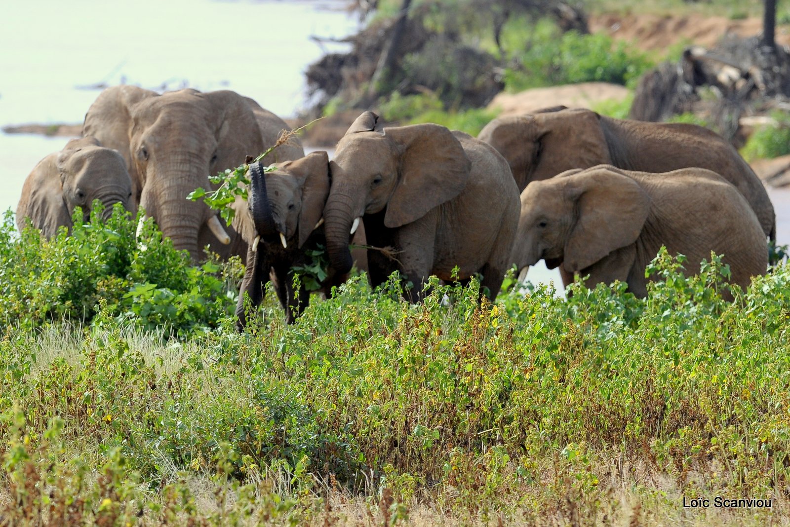 Eléphant (60)