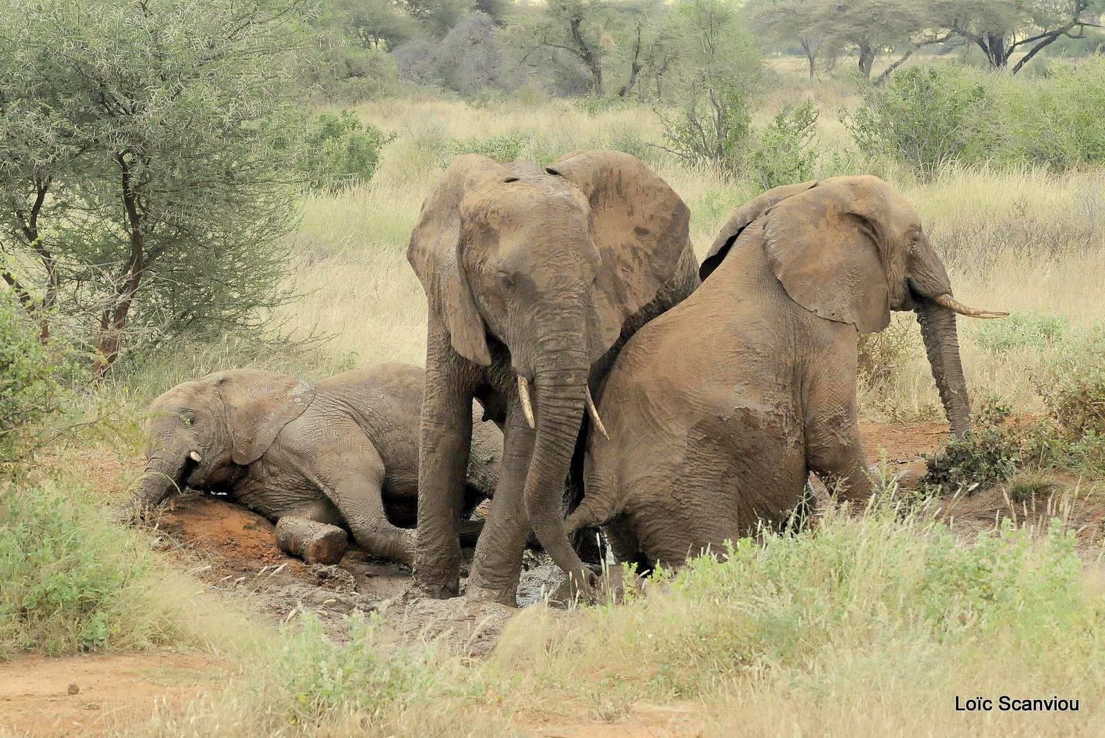 Eléphant (67)