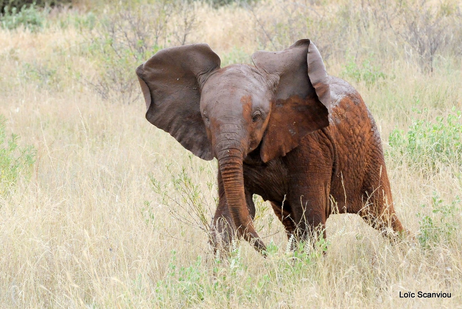 Eléphant (68)