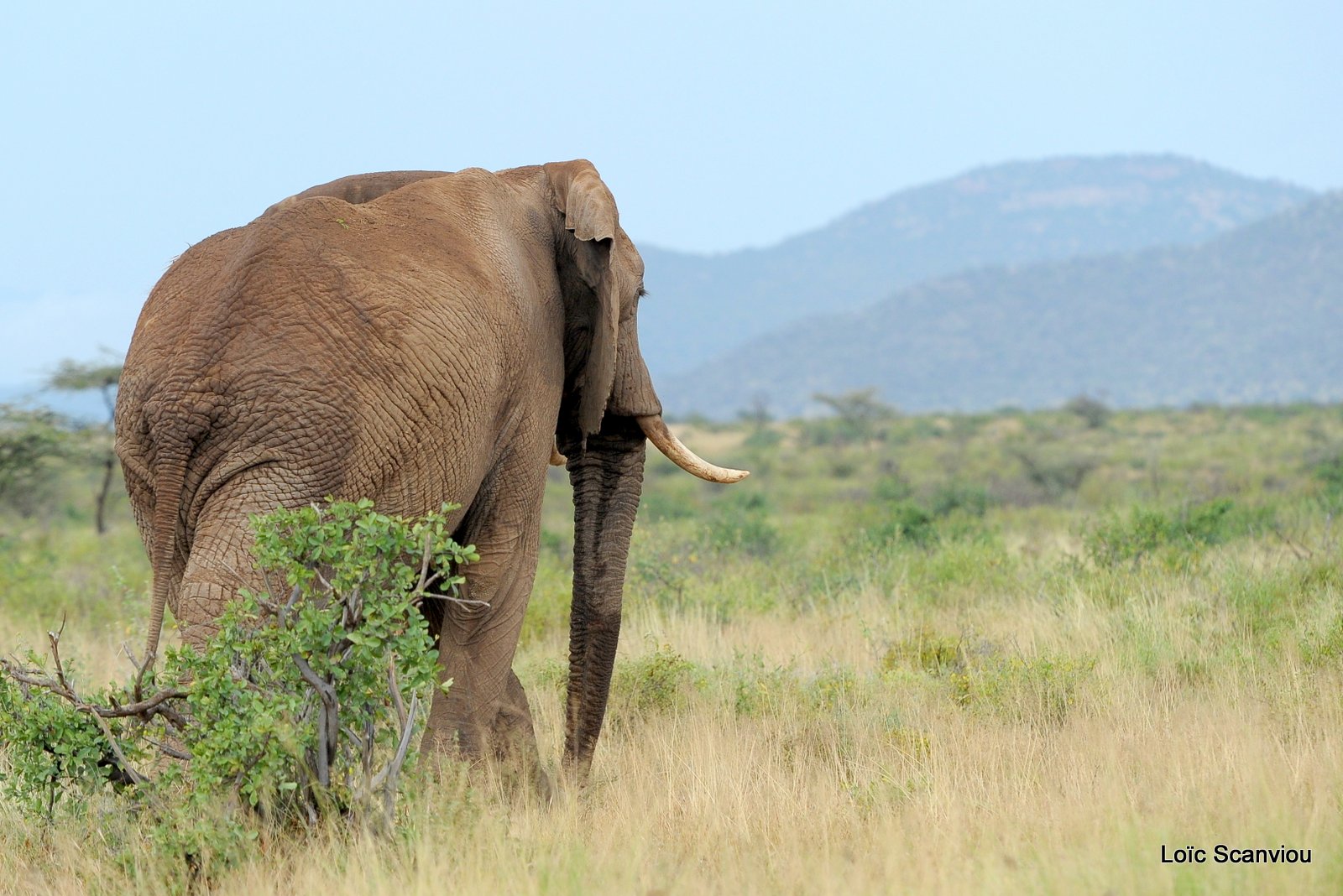 Eléphant (69)