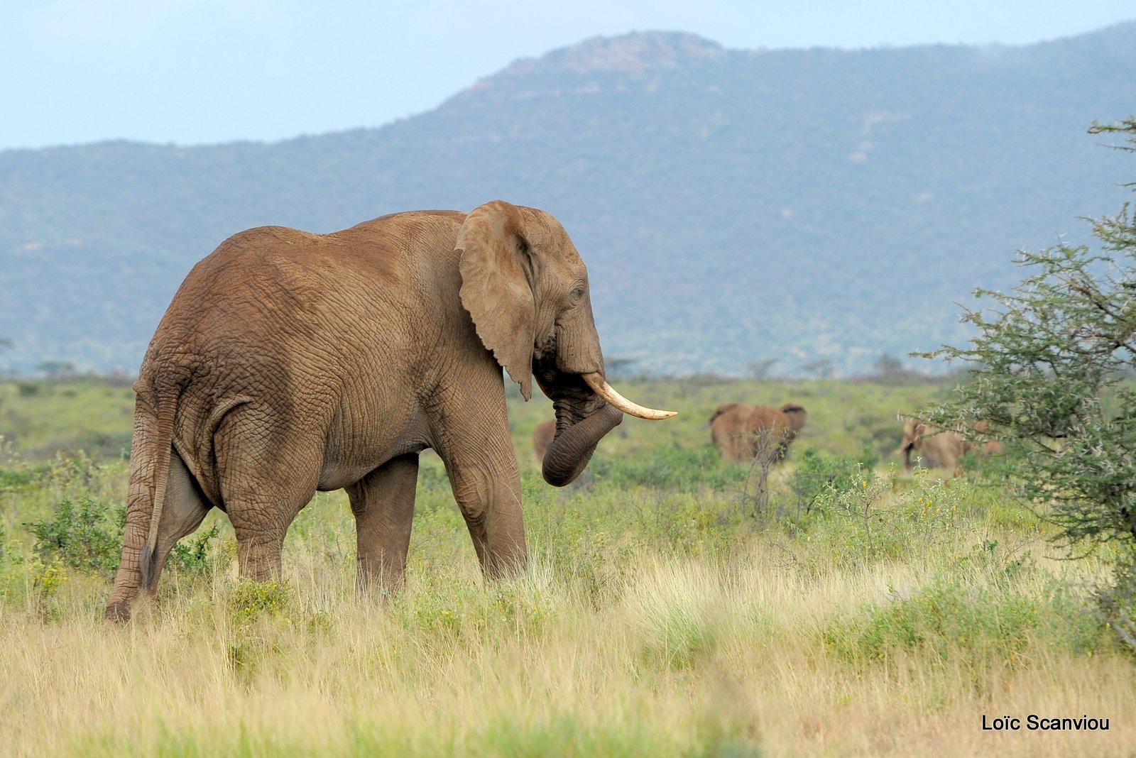 Eléphant (70)