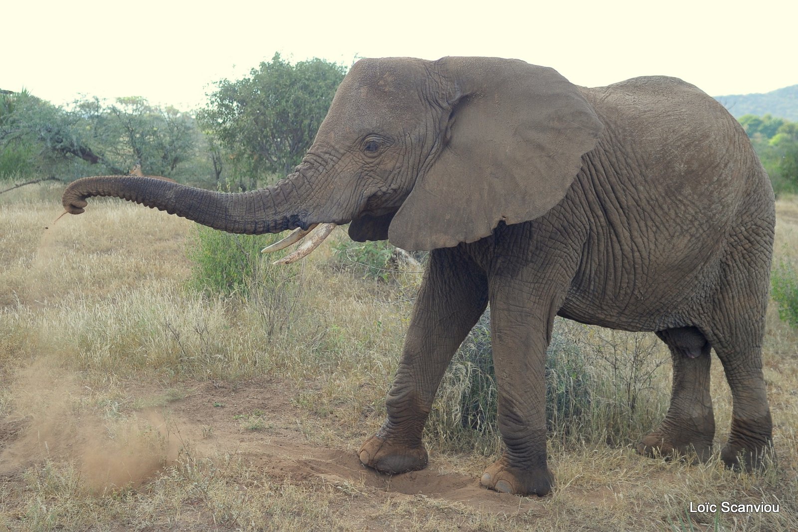 Eléphant (25)