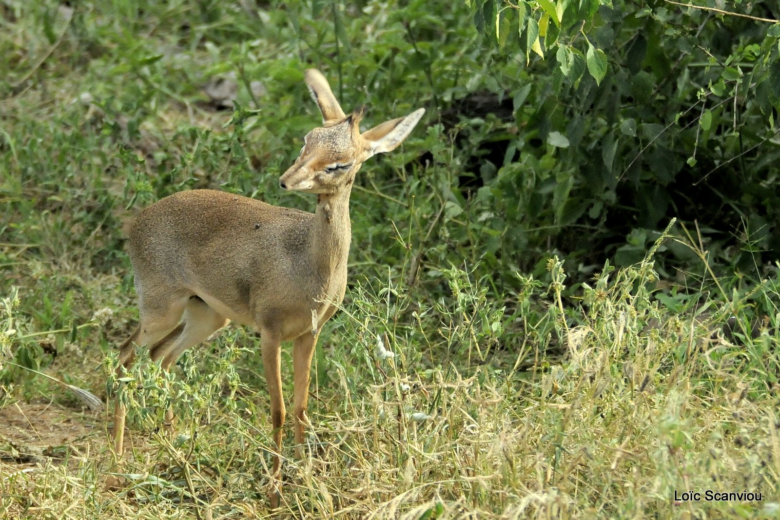 Dik-Dik (1)