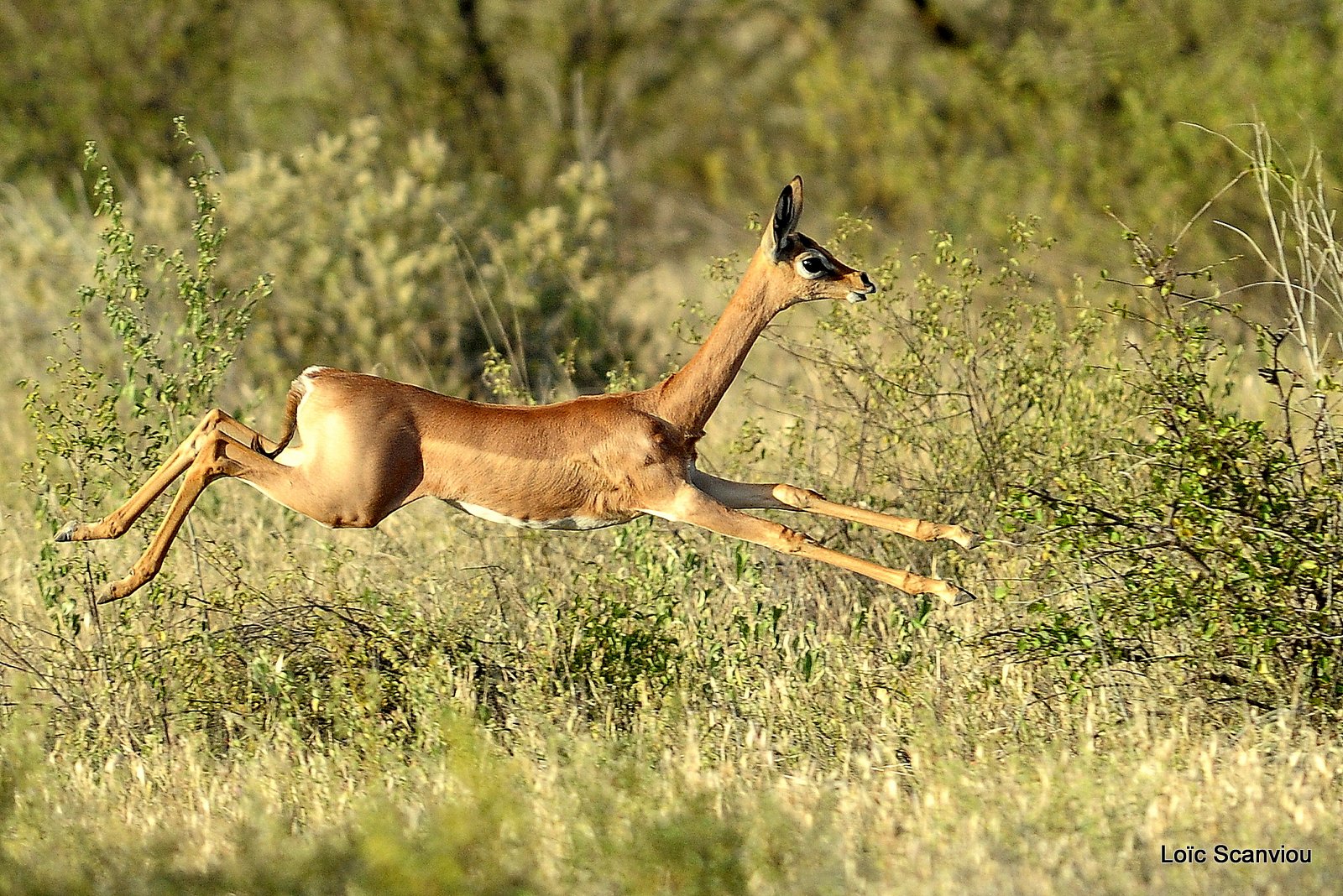 Gazelle de Waller/Gerenuk (5)