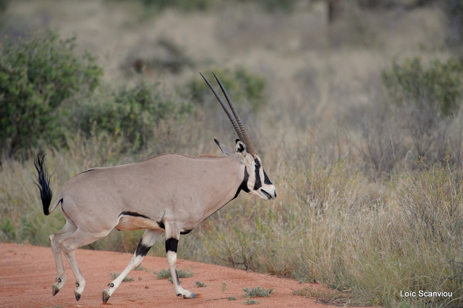 Oryx beïsa/Beisa Oryx (2)