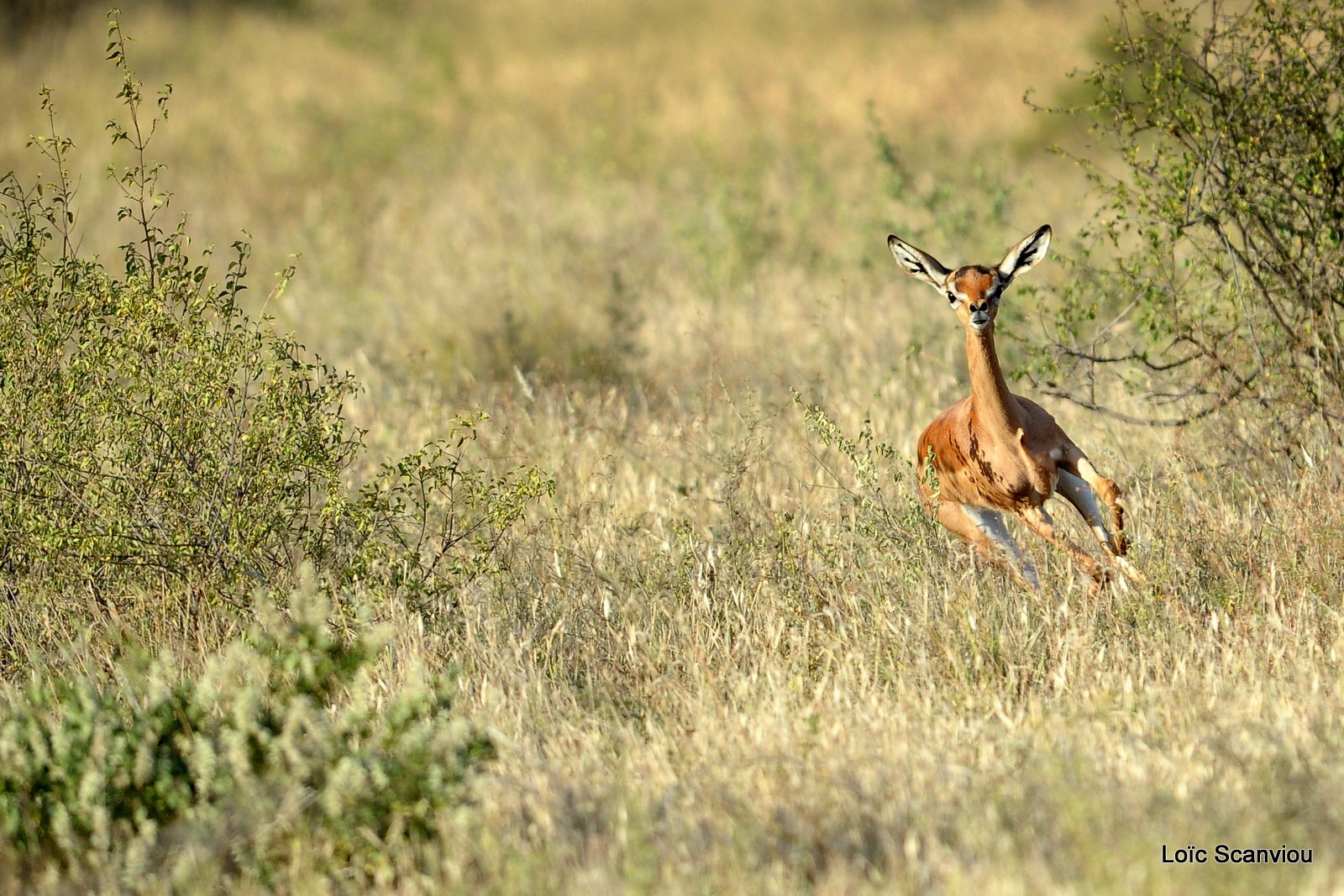 Gazelle de Waller/Gerenuk (6)
