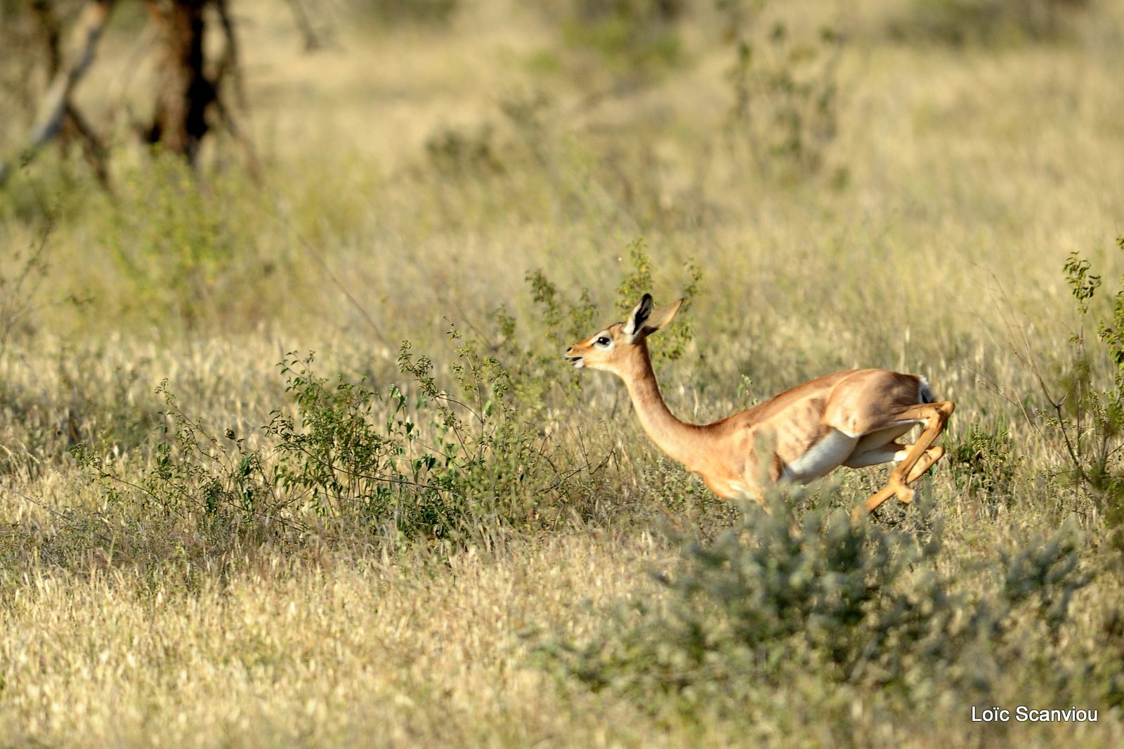 Gazelle de Waller/Gerenuk (7)