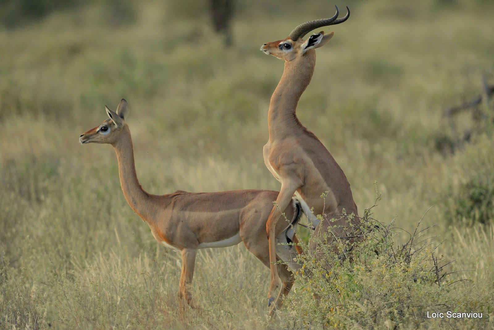 Gazelle de Waller/Gerenuk (8)
