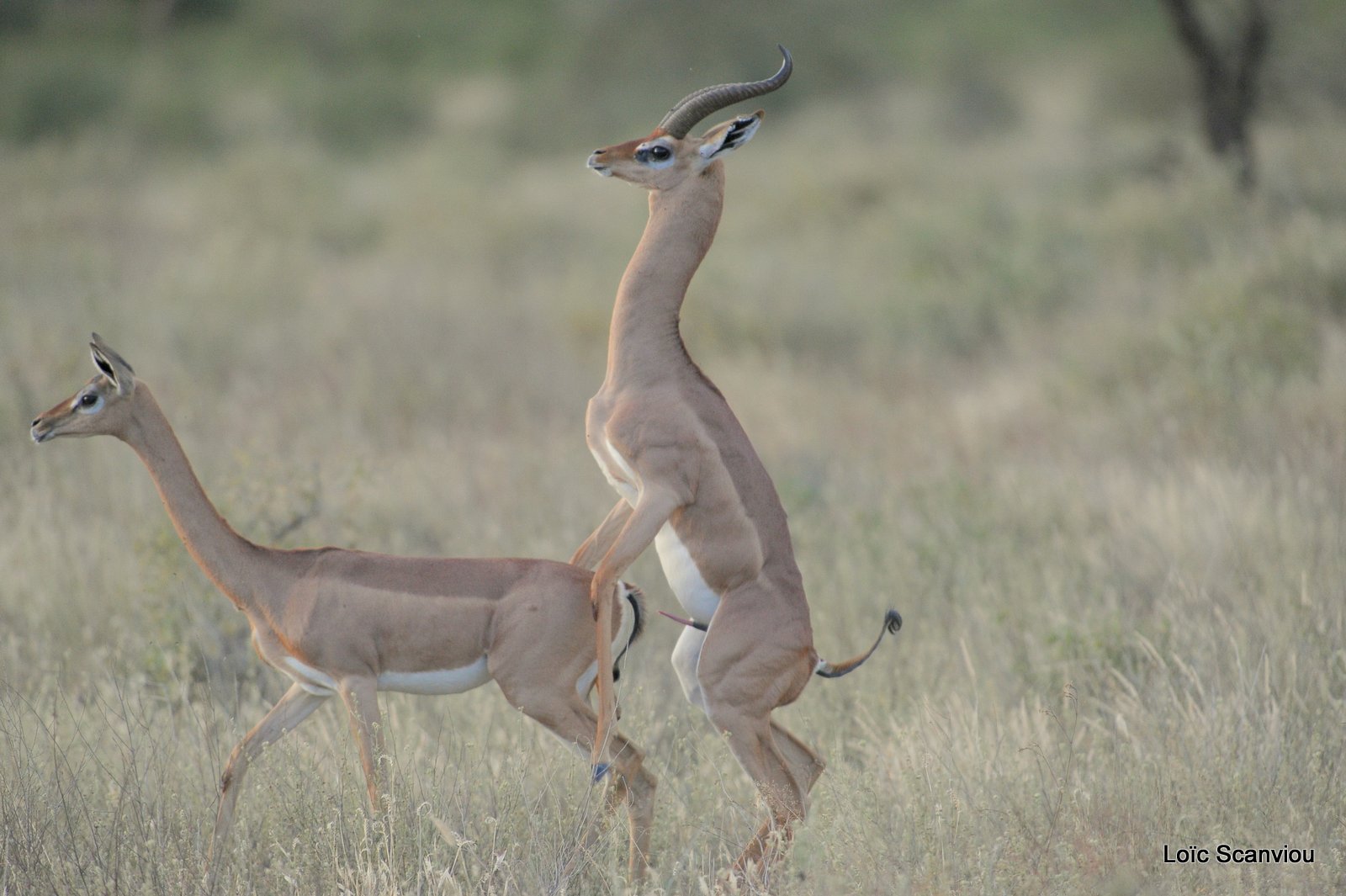 Gazelle de Waller/Gerenuk (9)