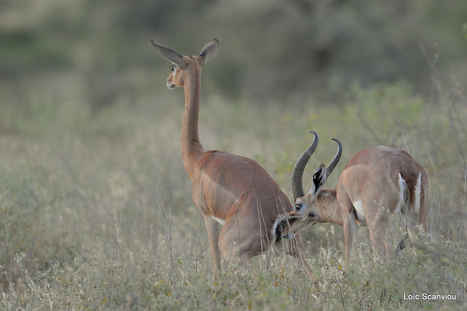 Gazelle de Waller/Gerenuk (10)