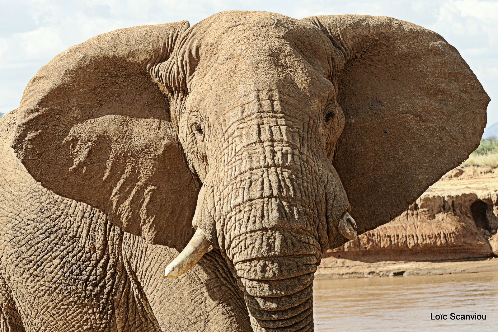 Eléphant (28)