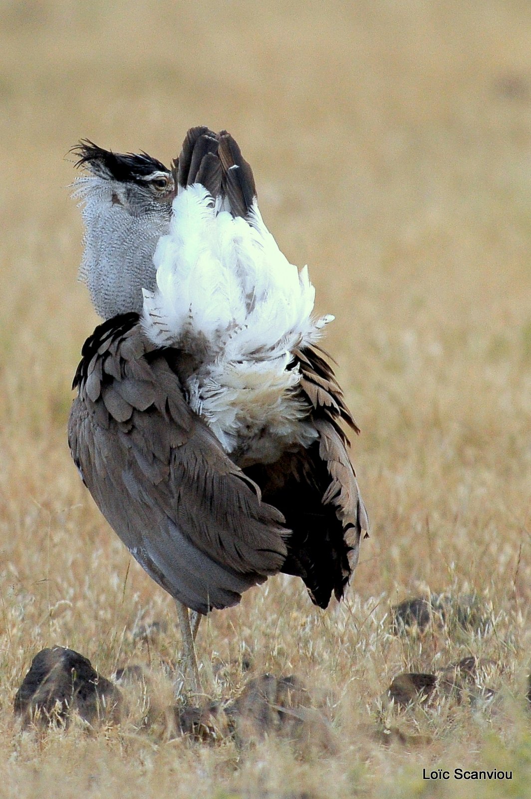 Outarde Kori/Kori Bustard (3)
