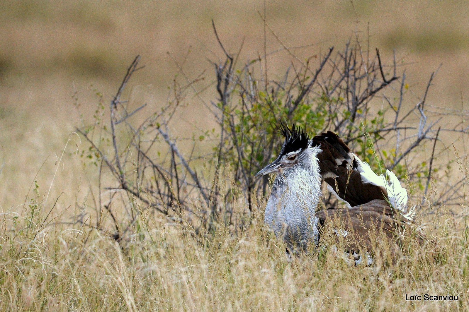 Outarde Kori/Kori Bustard (4)