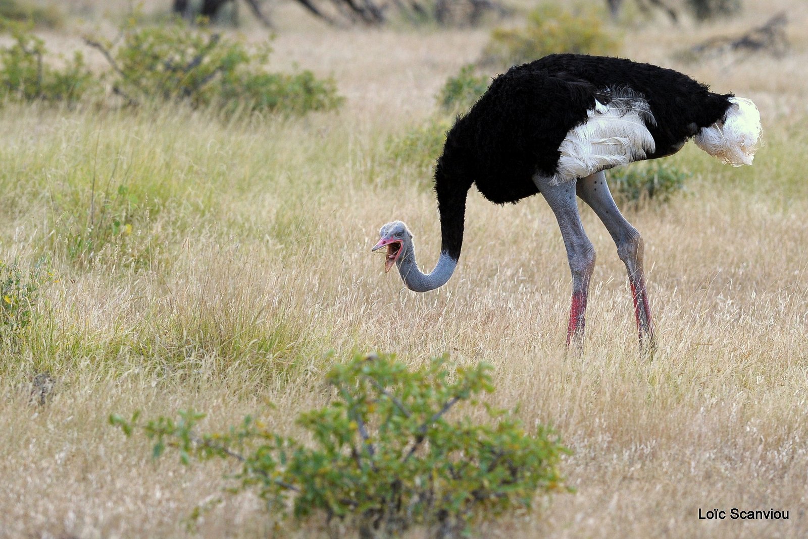 Autruche de Somalie/Somali Ostrich (2)