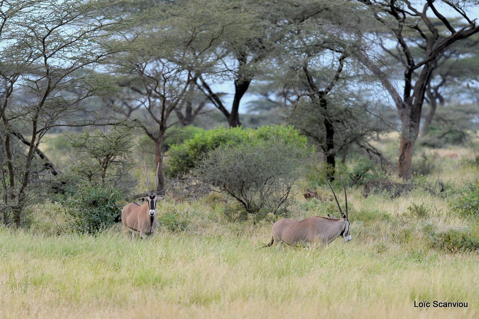 Oryx beïsa/Beisa Oryx (3)