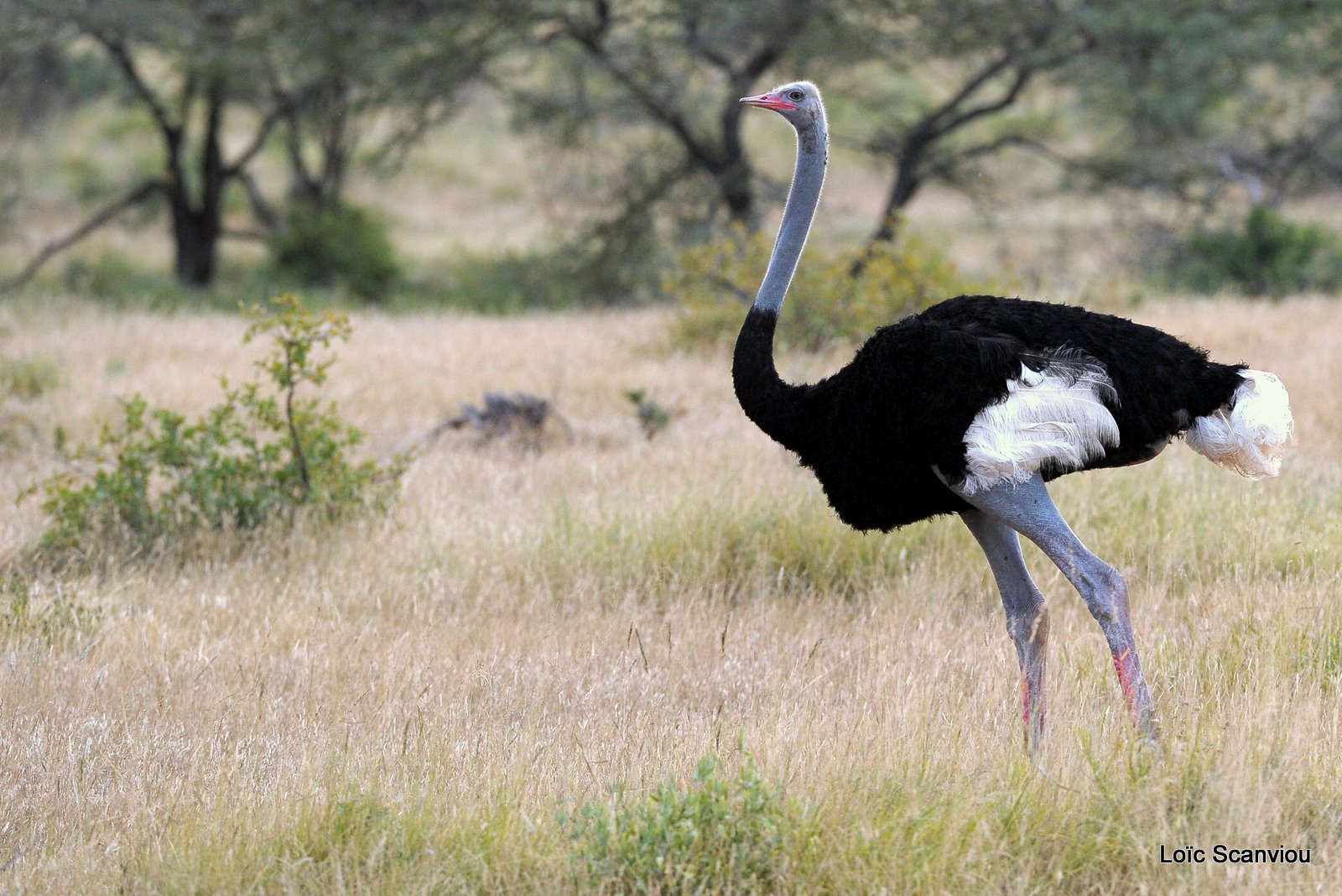 Autruche de Somalie/Somali Ostrich (3)