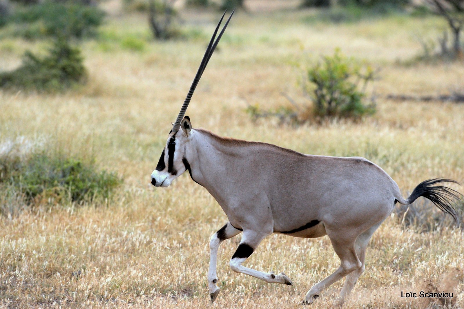 Oryx beïsa/Beisa Oryx (4)