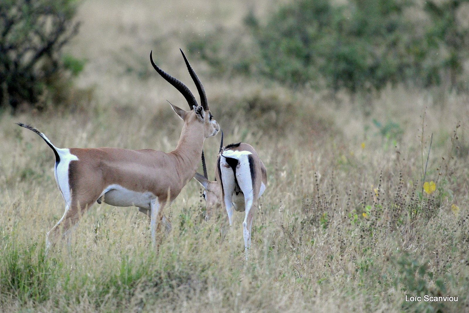 Gazelle de Grant/Grant's Gazelle (1)