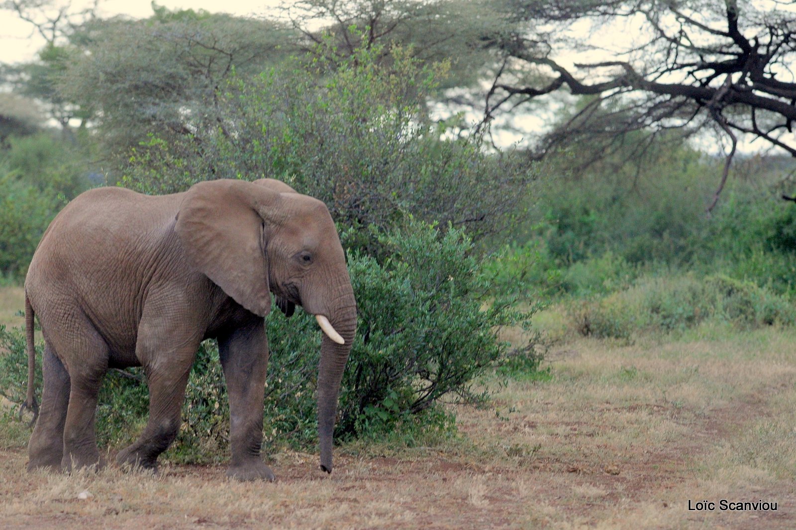 Eléphant (29)