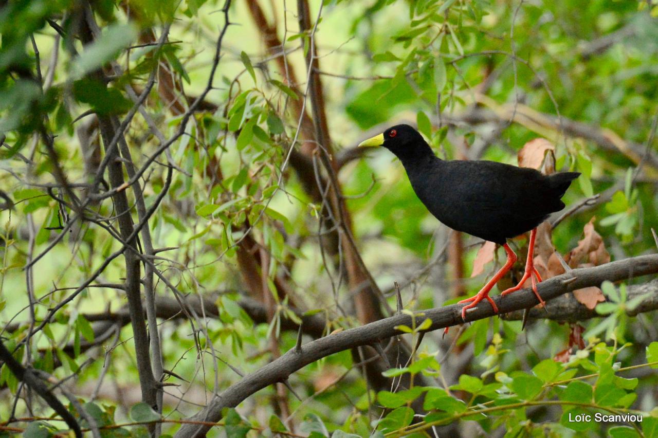 Râle à bec jaune/Black Crake (1)