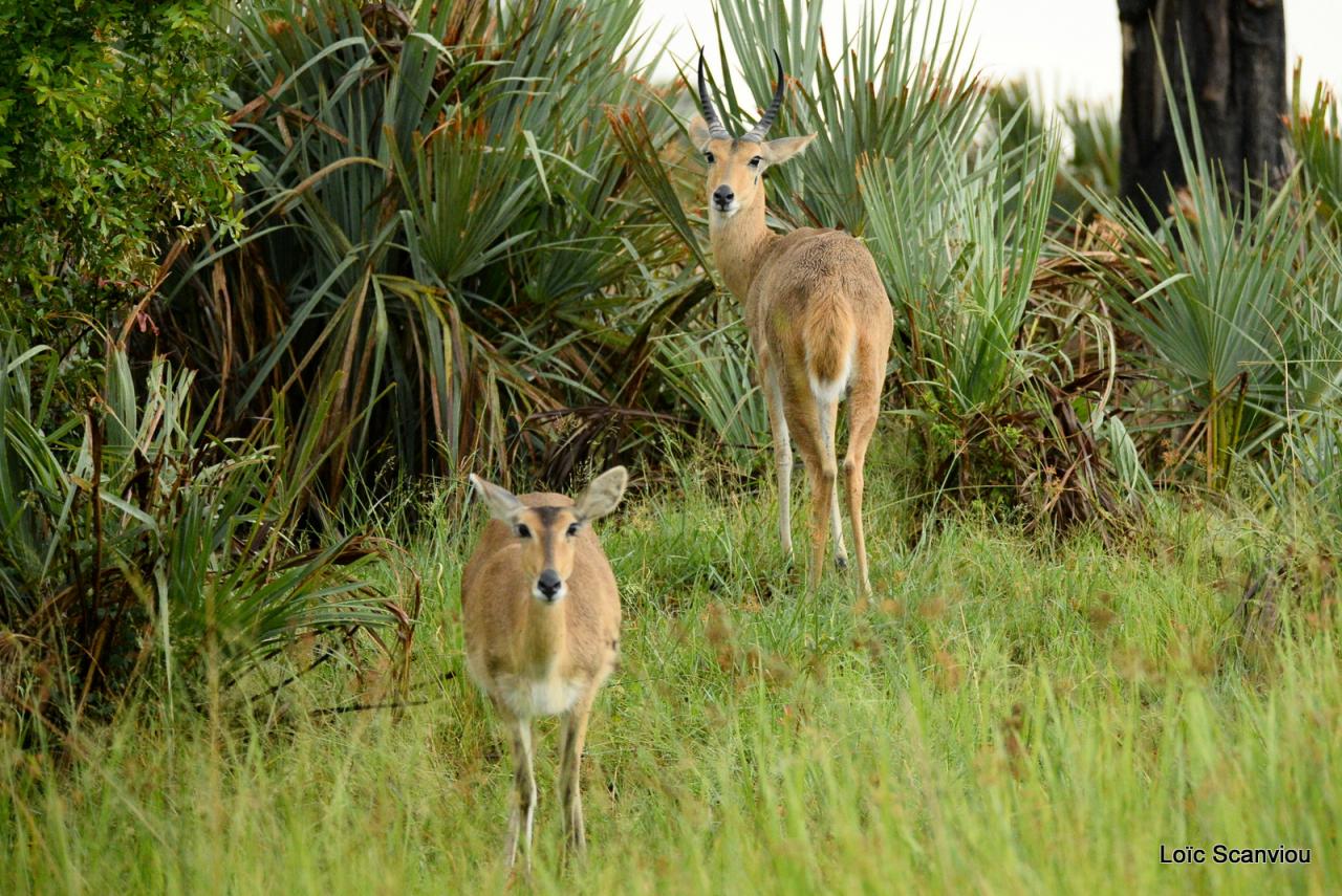 Redunca/Reedbuck (1)