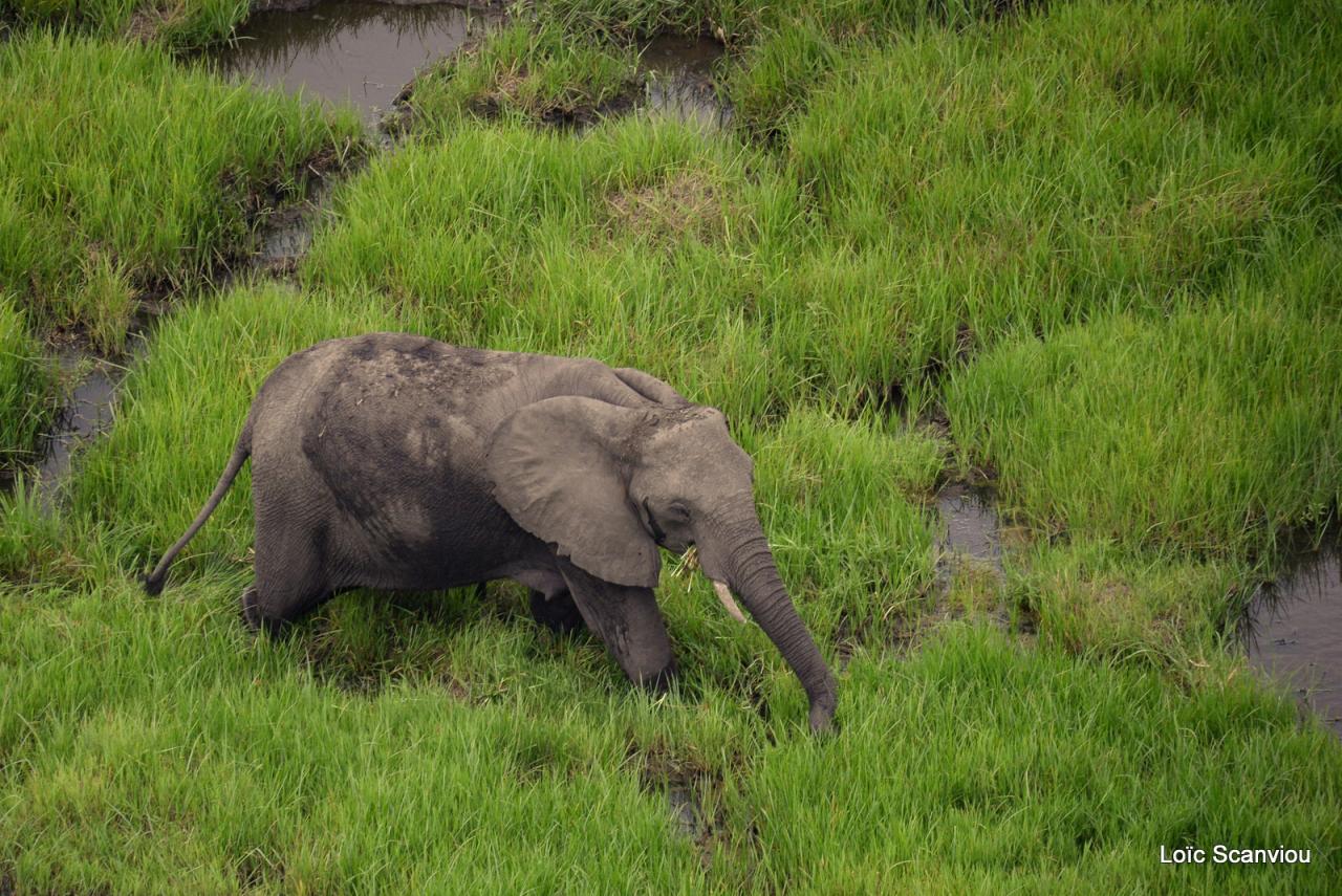 Eléphant (14)