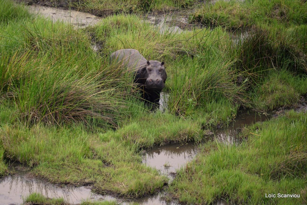 Hippopotame/Hippopotamus (4)