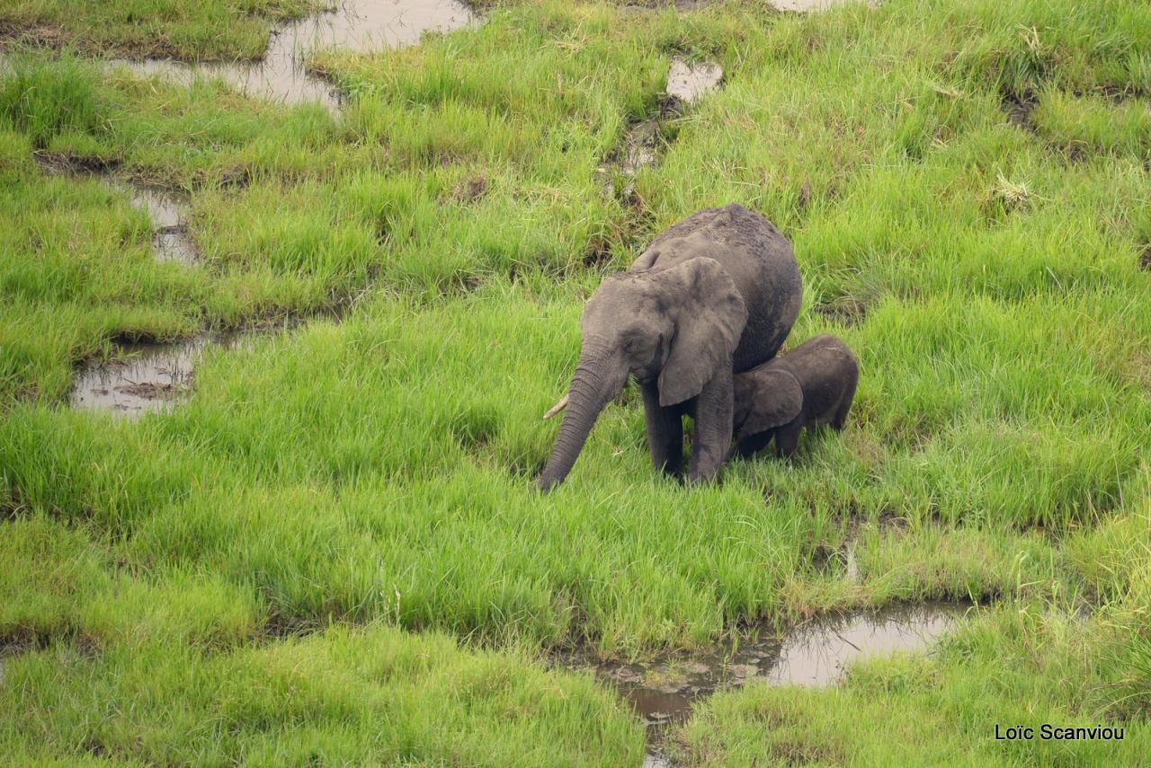Eléphant (15)